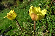 Primavera al Monte Campo con distese di crocus e al Laghetto di Pietra Quadra in progressivo disgelo il 24 maggio 2018 - FOTOGALLERY